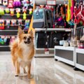犬用品を買う時の『…