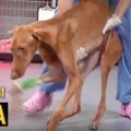 ハンターに捨てられ…