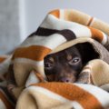 犬が『飼い主に気づ…