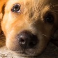 懐かれない人に試し…