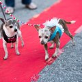 シニア犬の魅力をも…