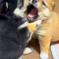 2匹の赤ちゃん犬が『…