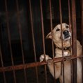 犬を捨ててしまう人…