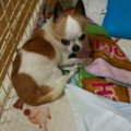 パグ脳炎（壊死性髄…