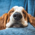 犬が寝ている時にす…
