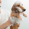 愛犬が水やお湯を嫌…