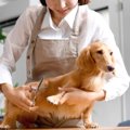 ドッグカフェ、ペッ…