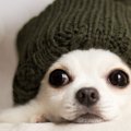 犬のドライアイは何…