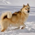 【獣医師監修】グリ…