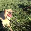 高齢犬ならではの、…