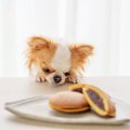 犬の寿命を縮める『…