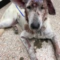 酷い皮膚病で飼い主…