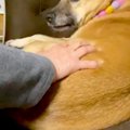 お母さんに撫でられ…