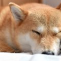 犬にとっても「日光…