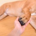犬の足が腫れている…