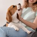 犬が電話中に吠えて…
