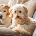 犬の多頭飼いでよく…