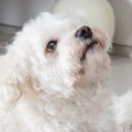 犬の聴力が低下する4…