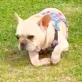 『もう歩くのは難し…