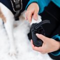 犬に靴を履かせるべ…