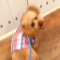 幼稚園へ愛犬を連れ…