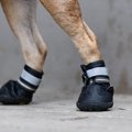 犬に靴を履かせるべ…