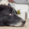 犬が老化により見せ…