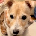 目が見えなくなって…
