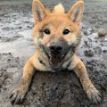 泥んこまみれの柴犬…
