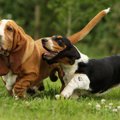 『足が短い犬種』３…