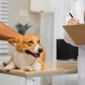 犬の食物アレルギー…