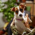 犬が不安を強く感じ…