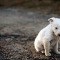 犬が『捨てられた』…