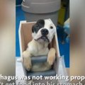 痩せ細った保護犬。…