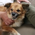 犬から信頼されない…