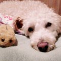 老犬が下痢になる原…