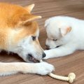 赤ちゃん犬が『ママ…