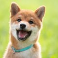 犬にも『性格の違い…