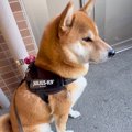 犬の散歩で『忘れも…