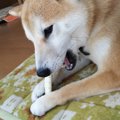 犬の歯は意外と折れ…
