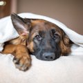 『低気圧が苦手な犬…
