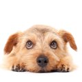 犬は『犬が嫌いな人…