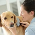 抜け毛が多い犬種６選