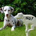 犬のウンチを放置す…