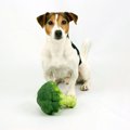 犬にブロッコリーは…
