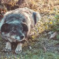 犬が怯える街中の危…