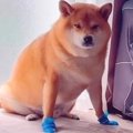 犬の肉球を保護する…