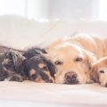犬の輸血・献血┃輸血…