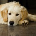 犬が切ない表情でこ…
