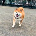 ぽてぽてした犬が『…